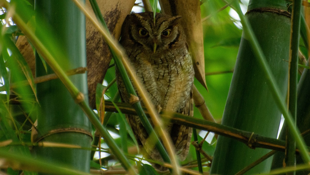 Tropical Screech-Owl - Sebastian Tabares Segovia