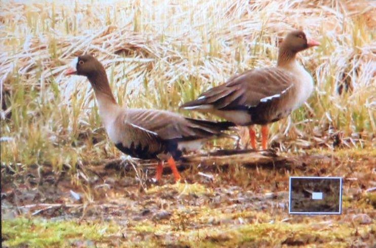 Lesser White-fronted Goose - ML305646271