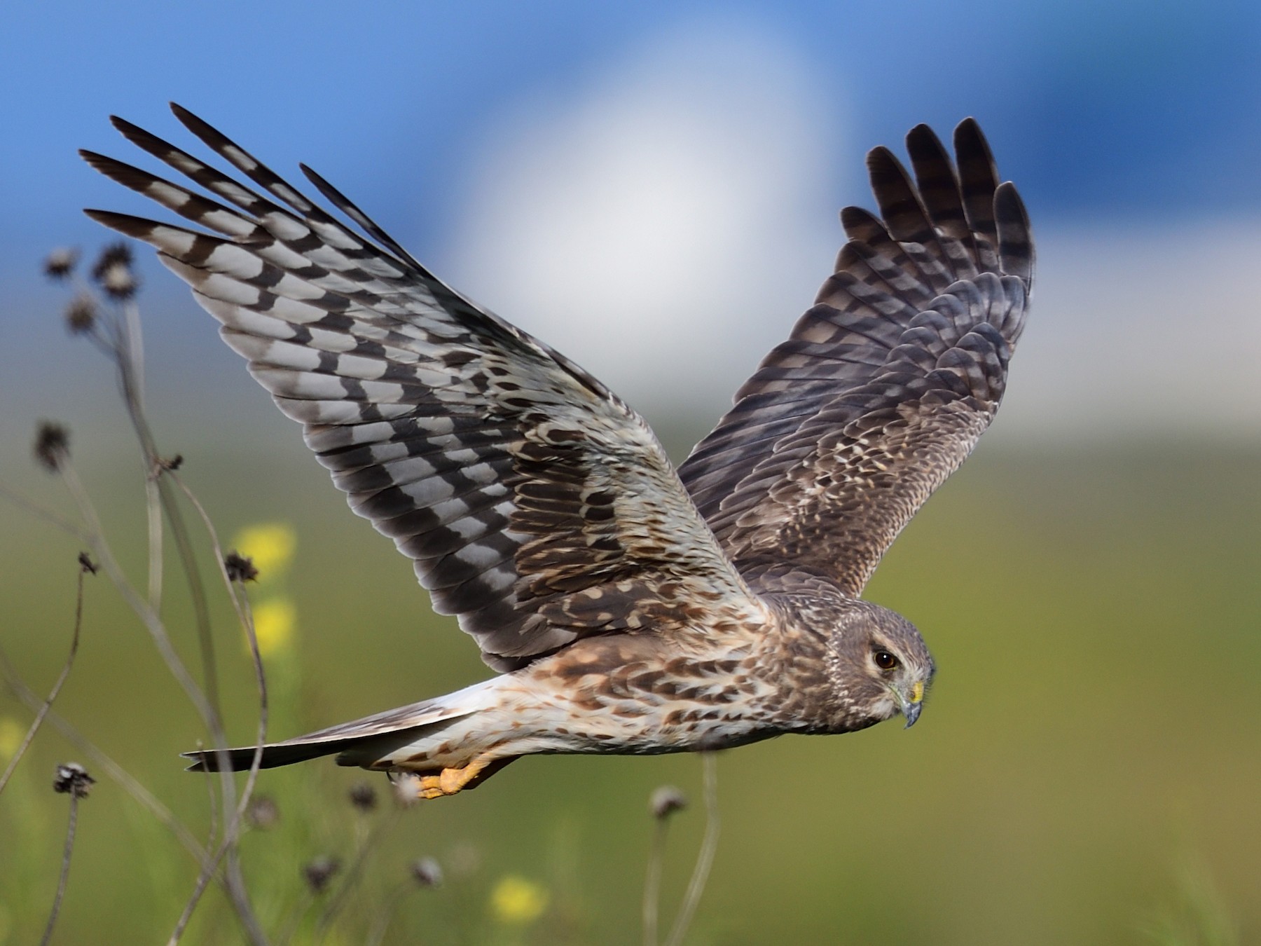 Northern Harrier - Song Yu