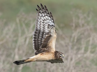 Northern Harrier - eBird