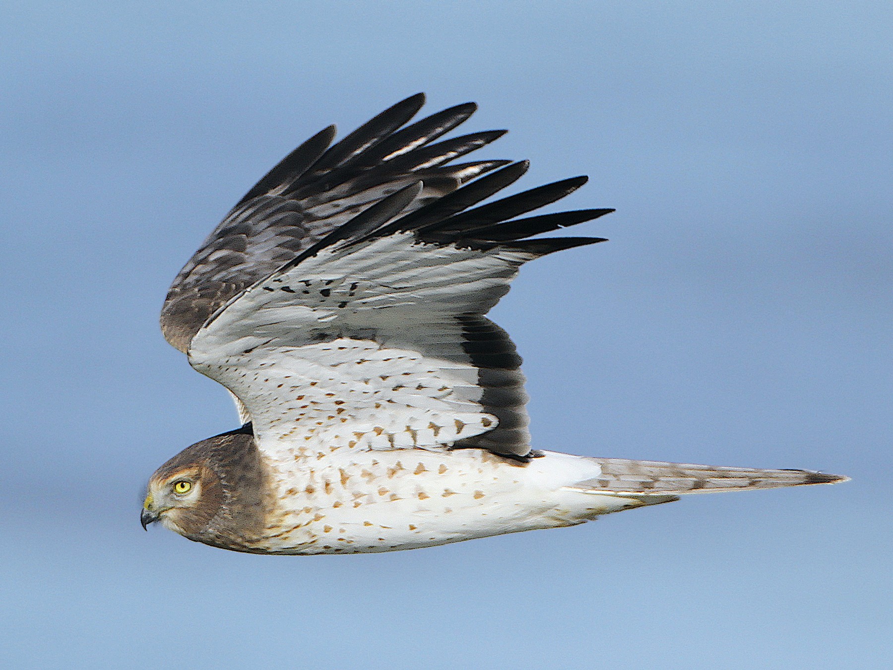 Northern Harrier - Jerry Liguori