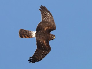 Northern Harrier - eBird