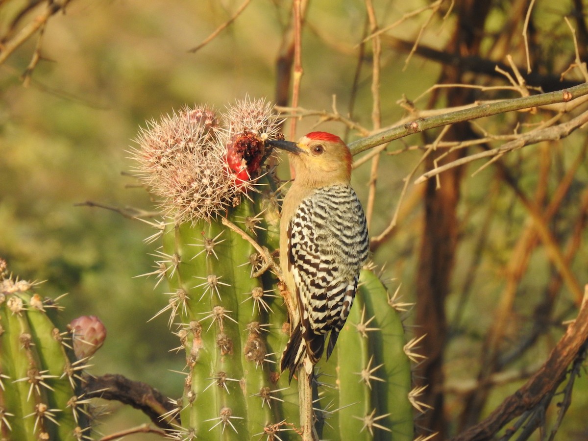 Red-crowned Woodpecker - Aurelie Letort