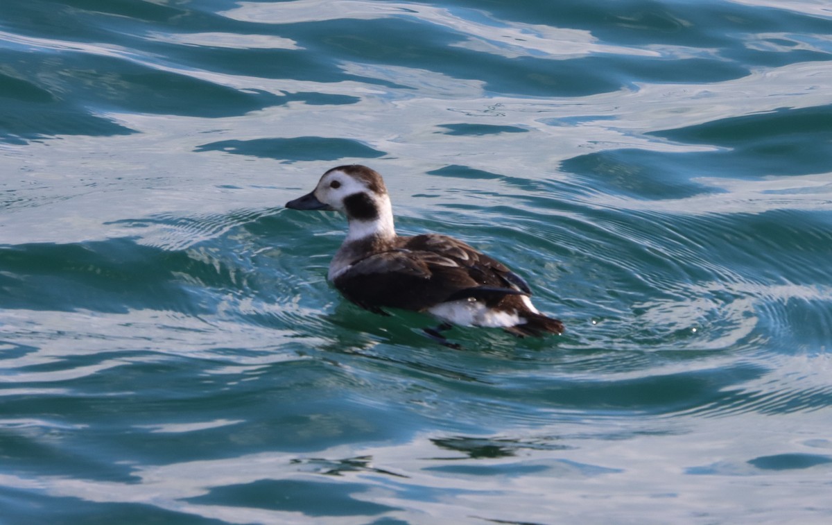 Long-tailed Duck - ML305656641