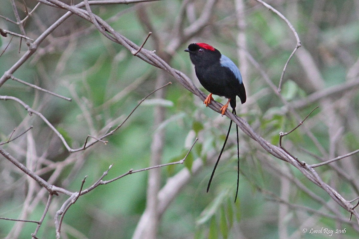 Long-tailed Manakin - Laval Roy