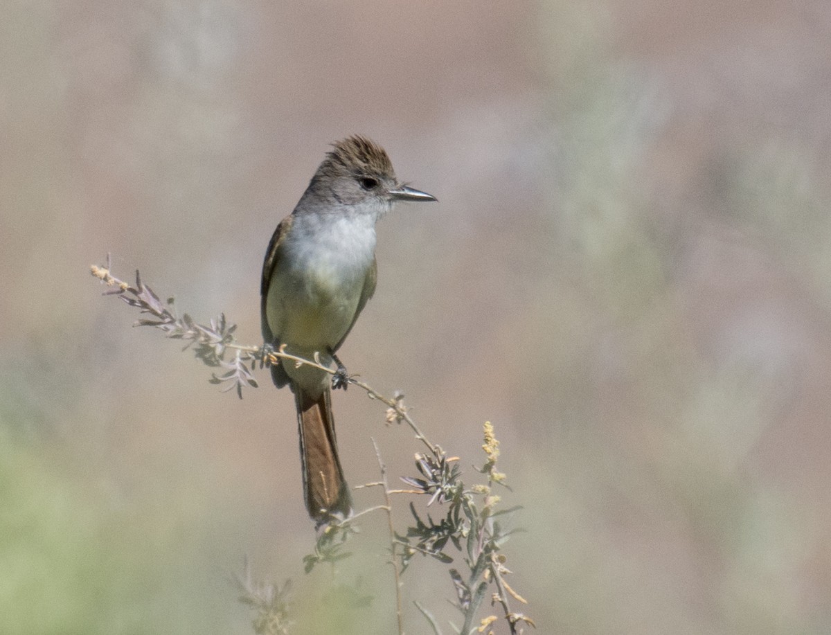 Ash-throated Flycatcher - Kim Moore