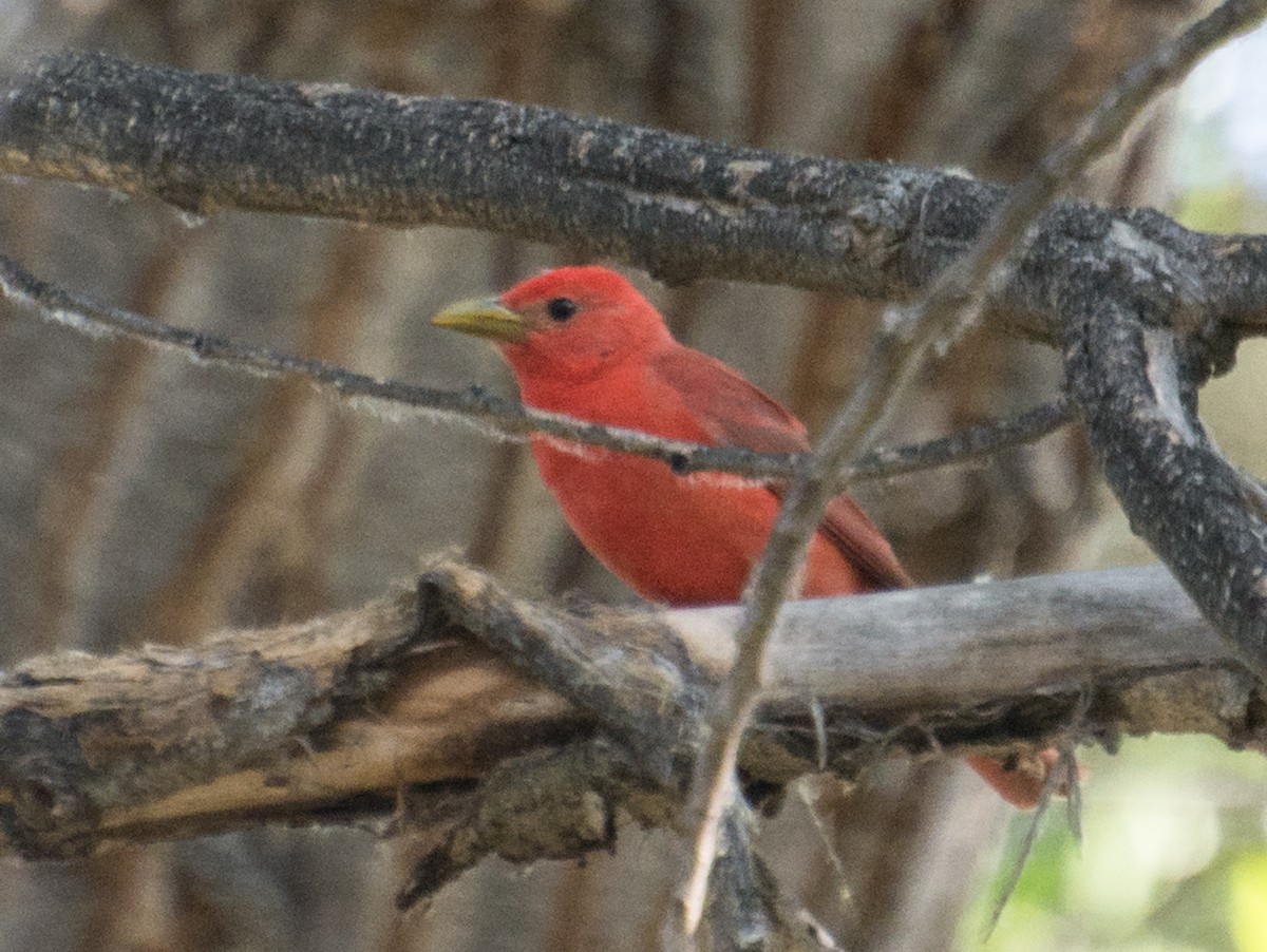 Summer Tanager - Kim Moore