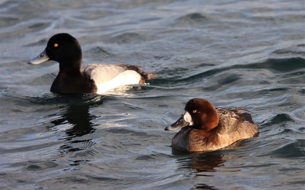 Greater Scaup - ML305662751