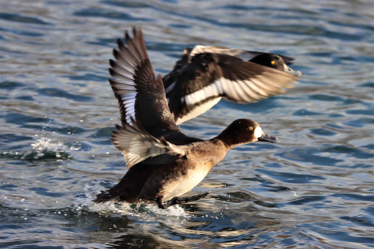 Greater Scaup - ML305663081