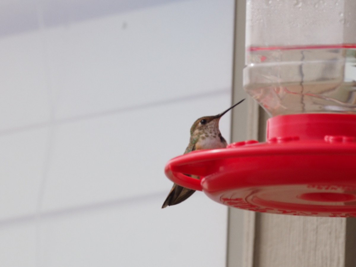 Rufous Hummingbird - ML305663321