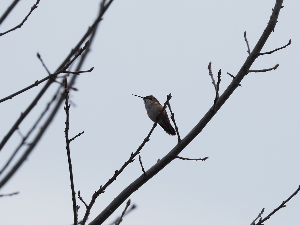 Rufous Hummingbird - ML305663421
