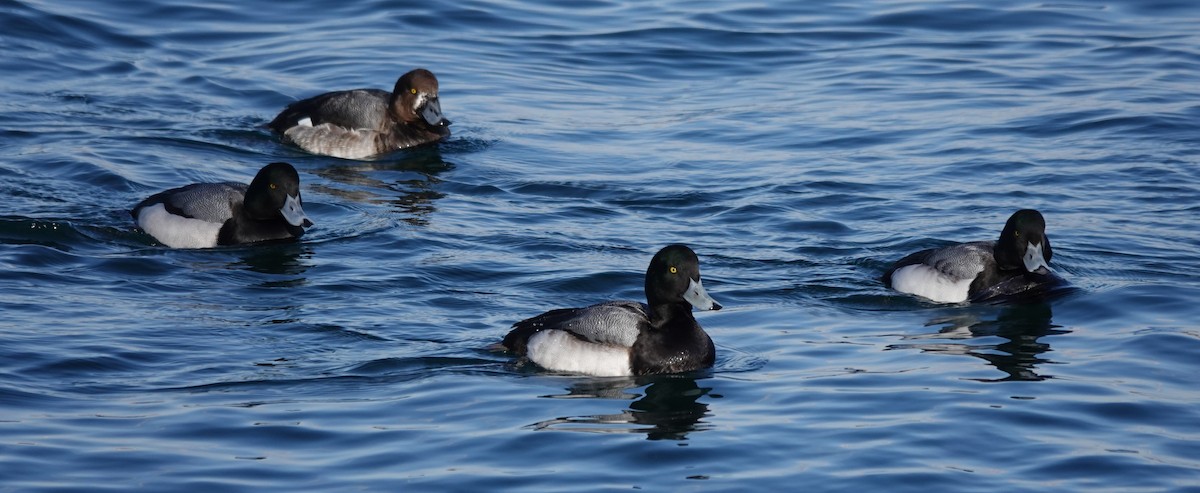 Greater Scaup - ML305663931