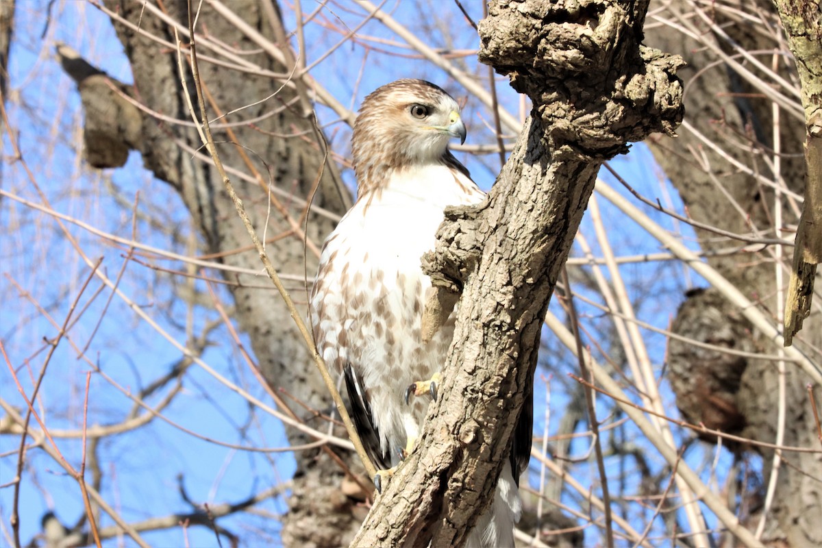 Red-tailed Hawk - ML305664101