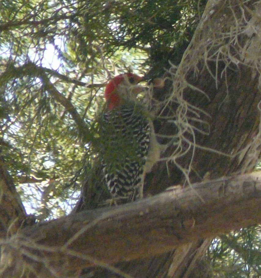 Red-bellied Woodpecker - ML305664211