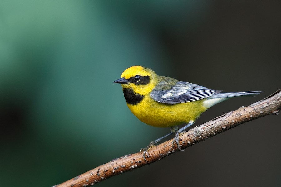 Lawrence's Warbler (hybrid)
