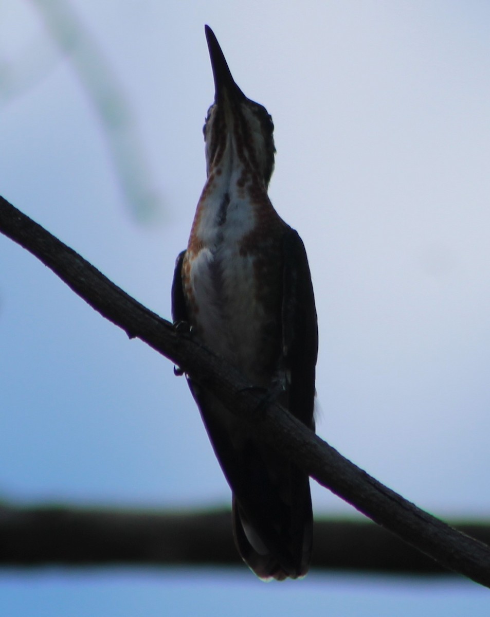 kolibřík panamský - ML305668421