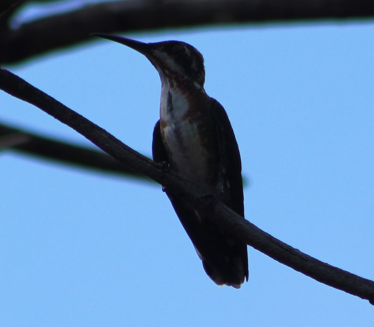 kolibřík panamský - ML305668431