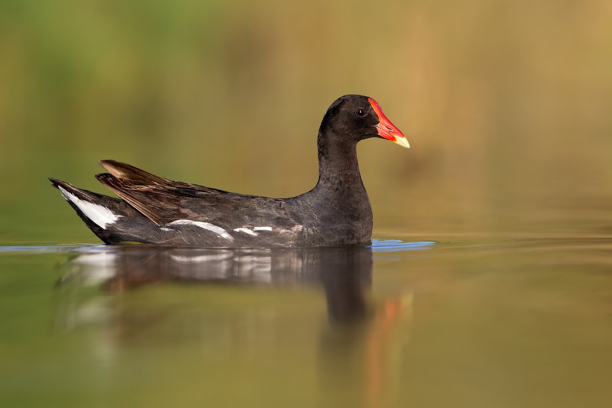 Common Gallinule - Mariano Fernández Kloster