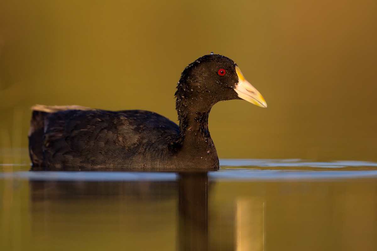 White-winged Coot - Mariano Fernández Kloster