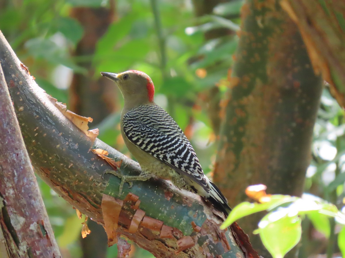 Yucatan Woodpecker - Anuar Acosta
