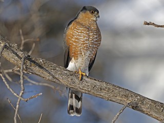  - Sharp-shinned Hawk