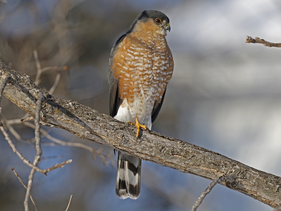 Sharp-shinned/Cooper's Hawk - eBird