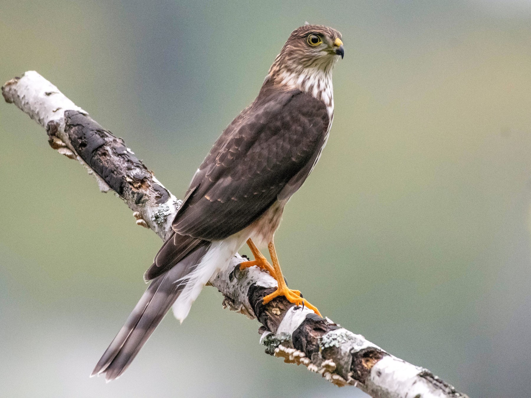 Sharpshinned Hawk eBird