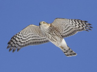 Immature (Northern) - Charmaine Anderson - ML305677501