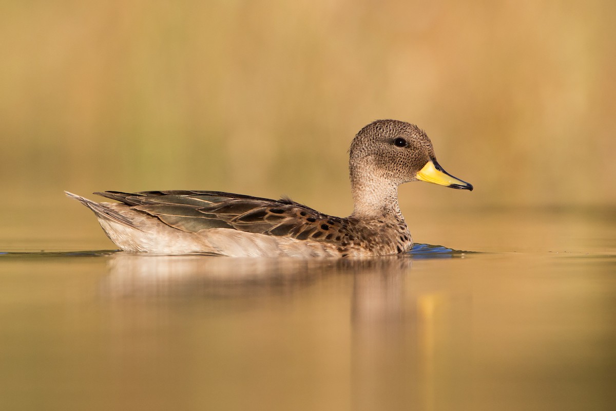 Yellow-billed Teal - Mariano Fernández Kloster