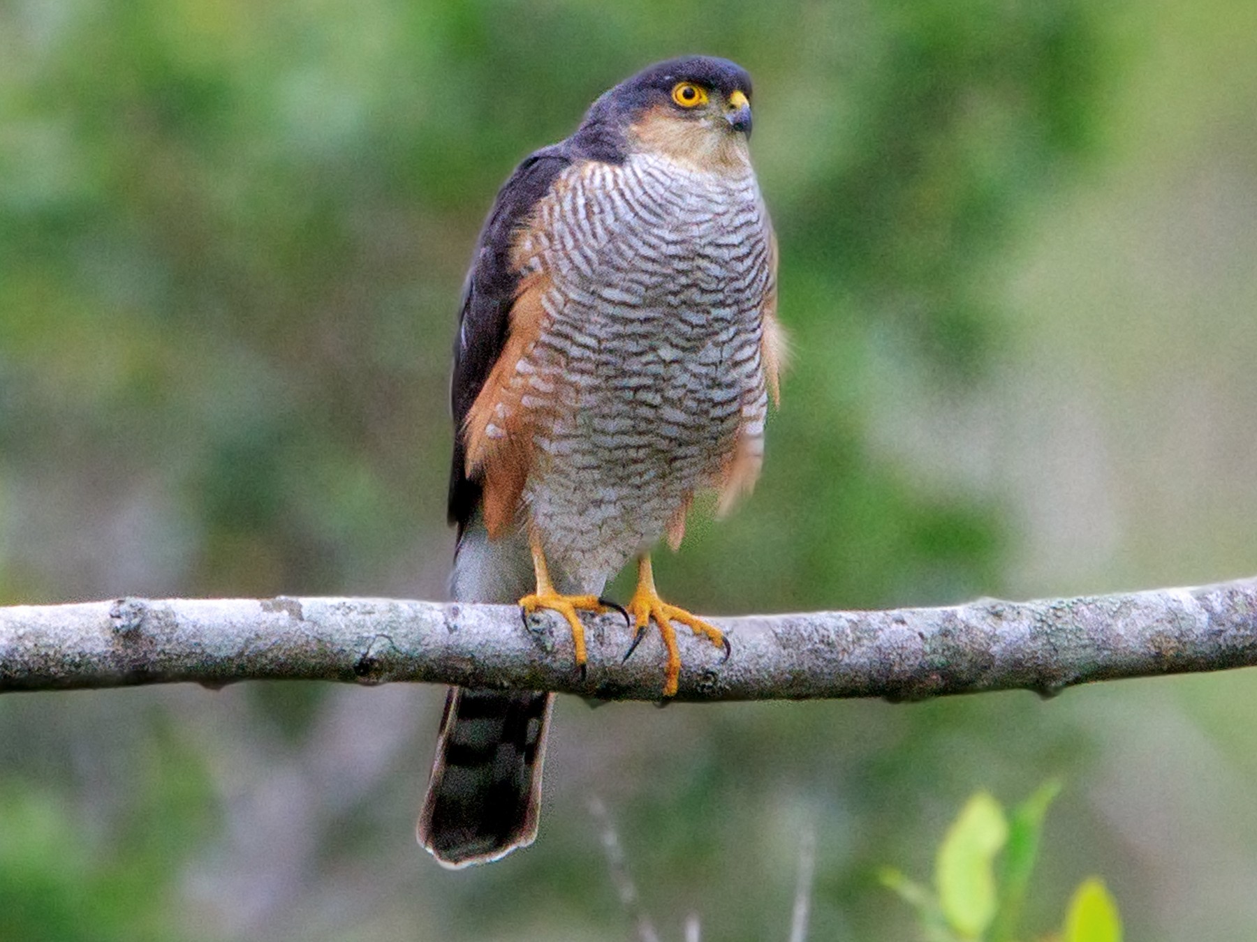 sharp shinned hawk nesting habits