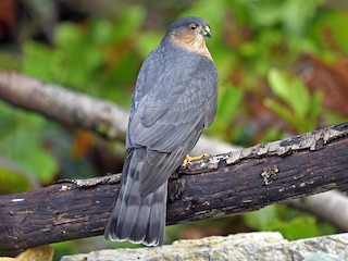 Sharp-shinned Hawk - eBird