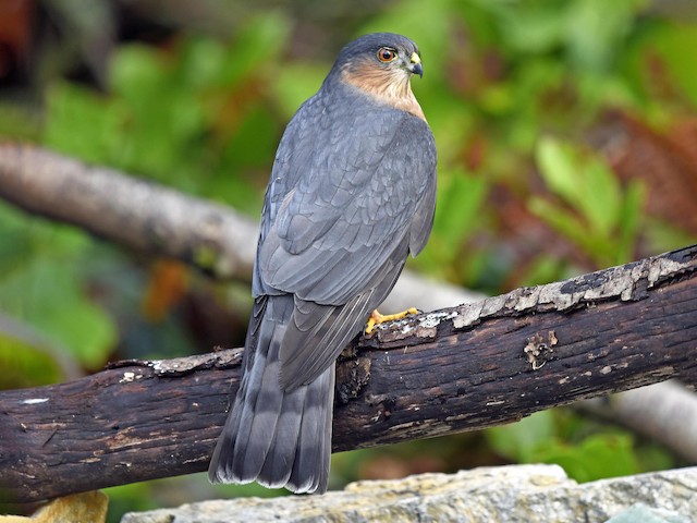 sharp shinned hawk male