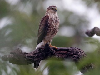 Молодая птица (Rufous-thighed) - Jayrson Oliveira - ML305680151
