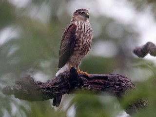 未成鳥 (Rufous-thighed) - Jayrson Oliveira - ML305680151