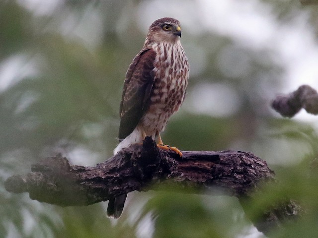 sharp shinned hawk male