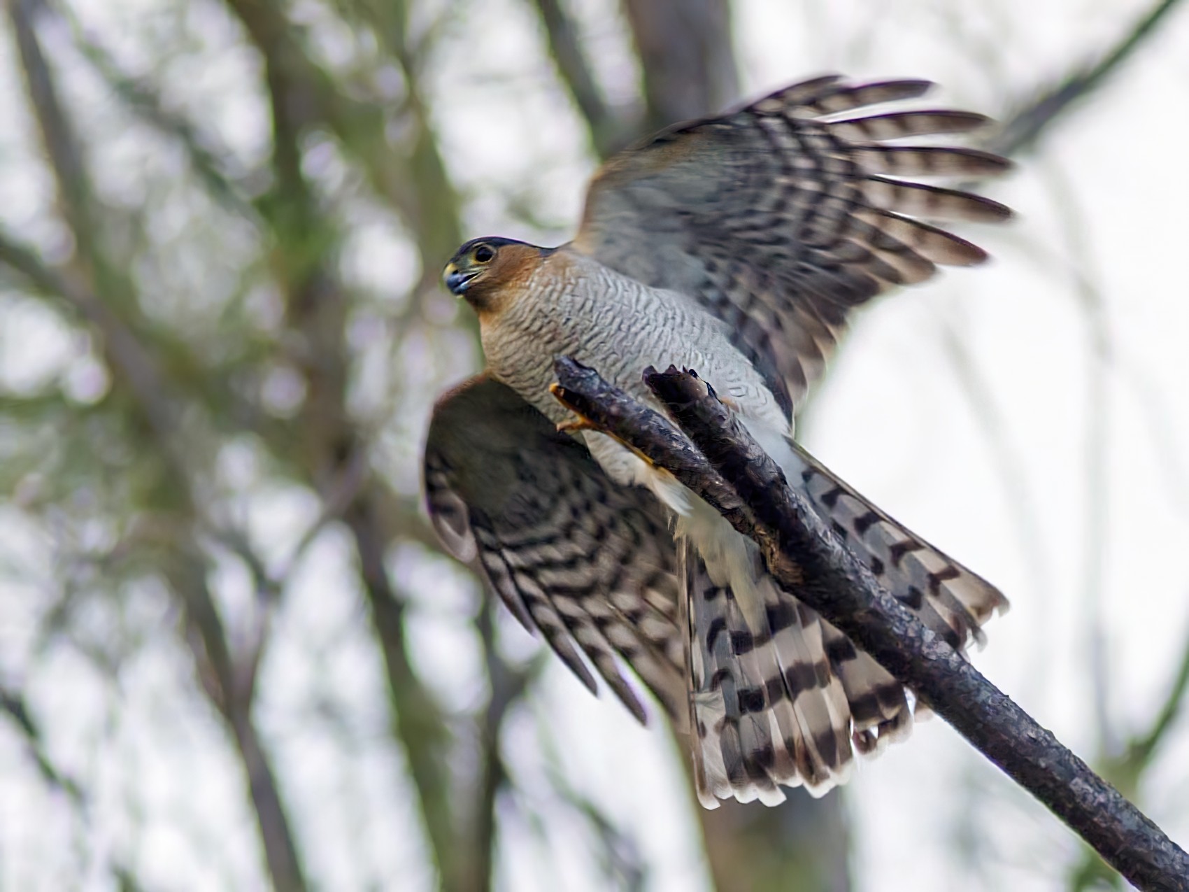 Sharp-shinned Hawk - Michel Asselin