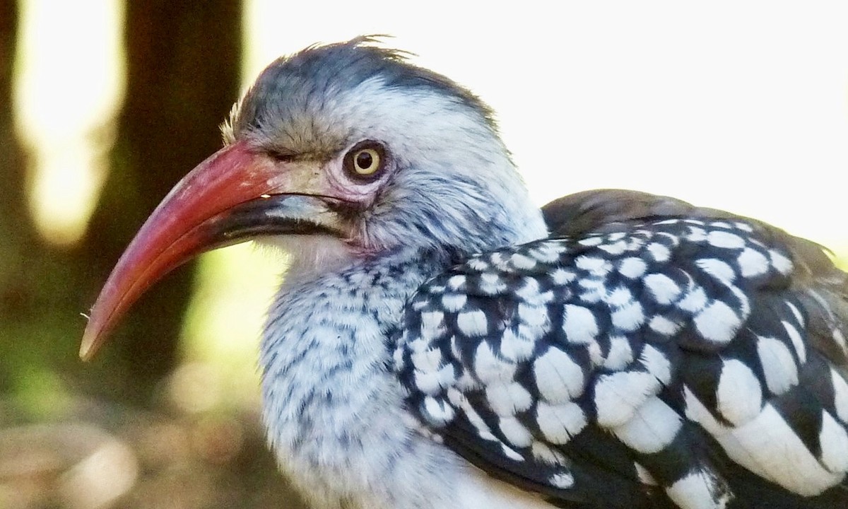 Southern Red-billed Hornbill - Steve Mesick