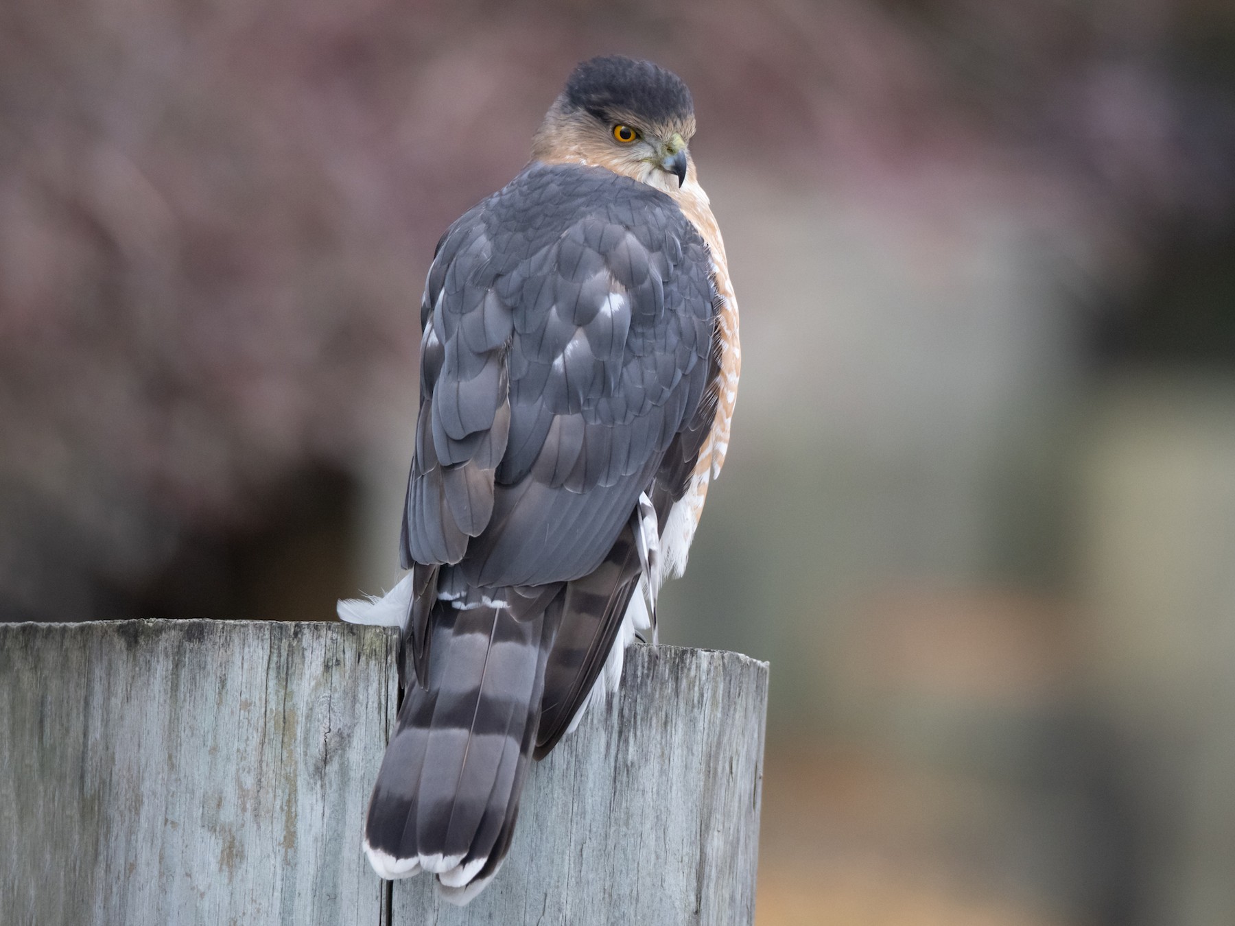 Cooper's Hawk - Brendan Klick