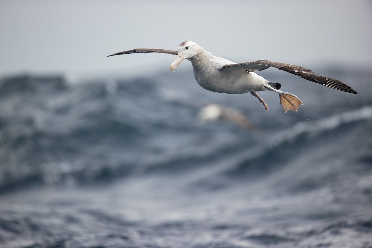 Albatros Viajero/de Tristán de Acuña/de las Antípodas - ML305687061