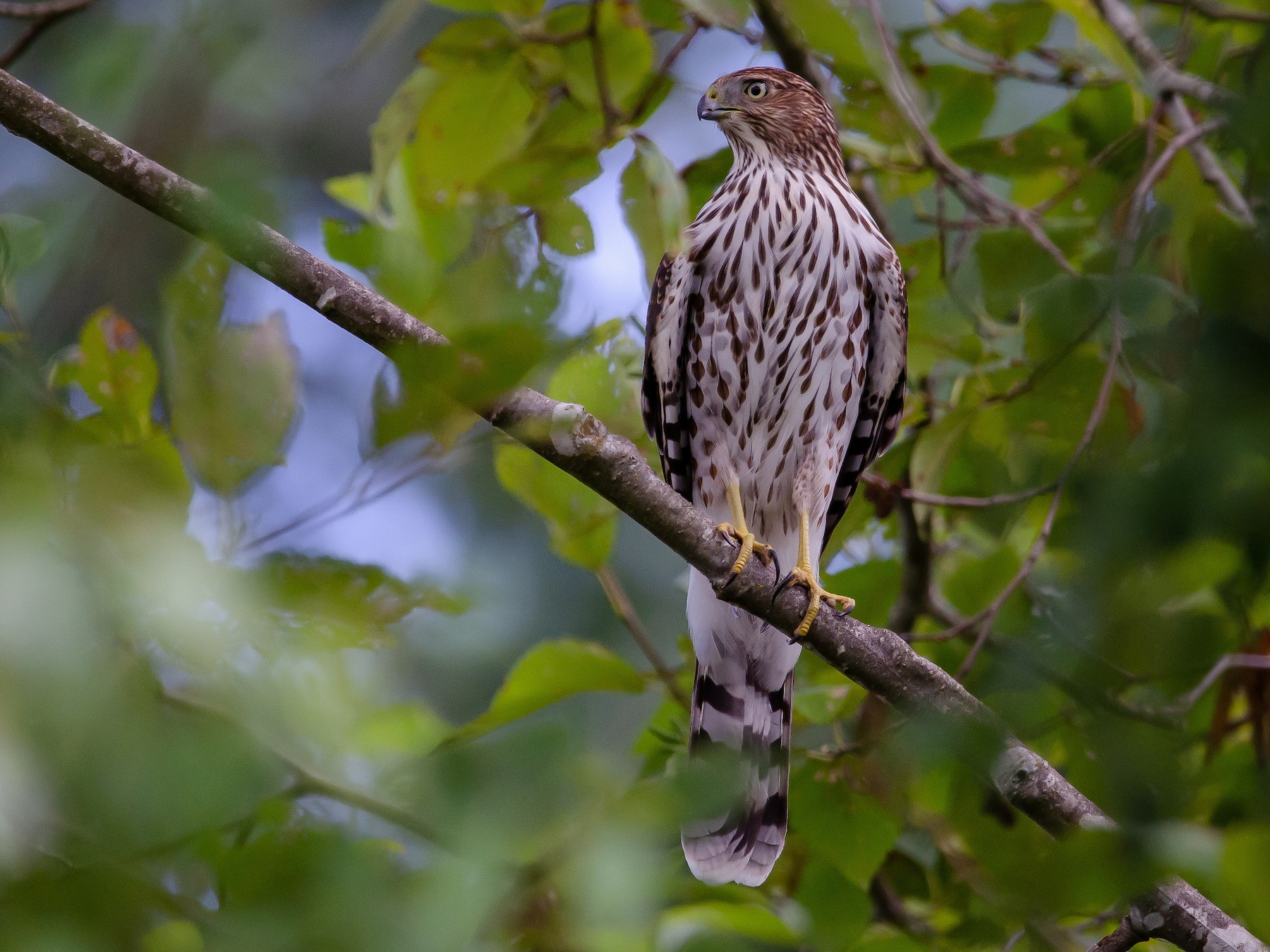 Cooper's Hawk eBird