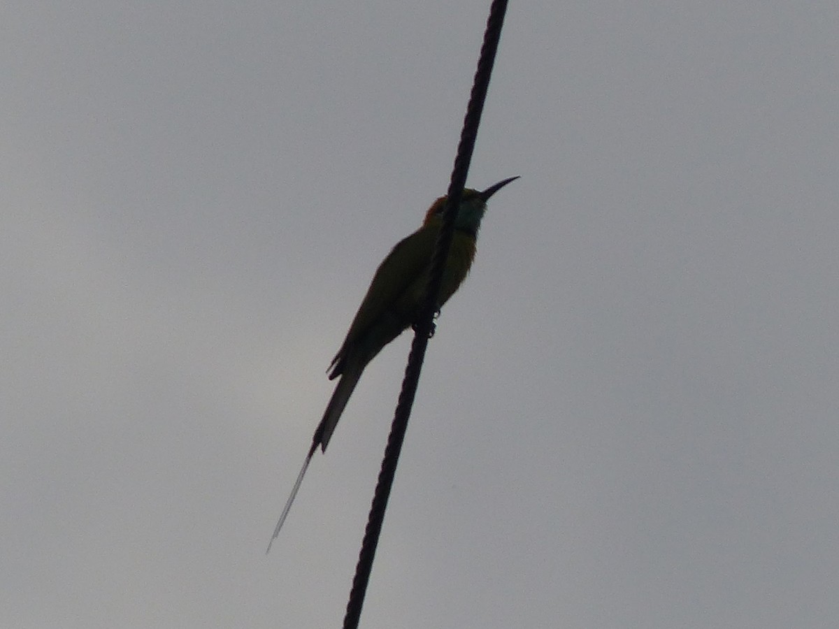 Asian Green Bee-eater - Eamon Corbett