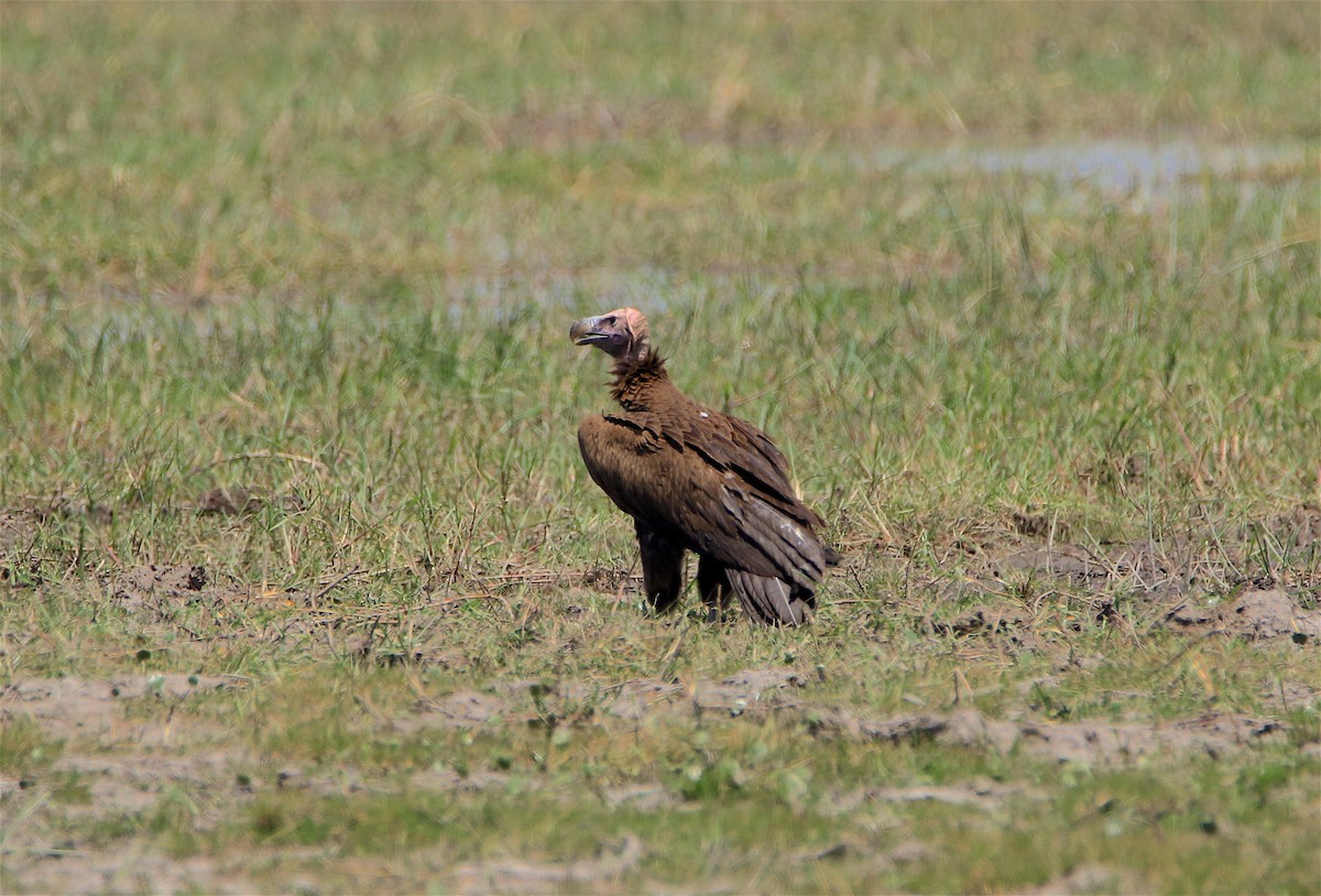 Lappet-faced Vulture - ML305689711