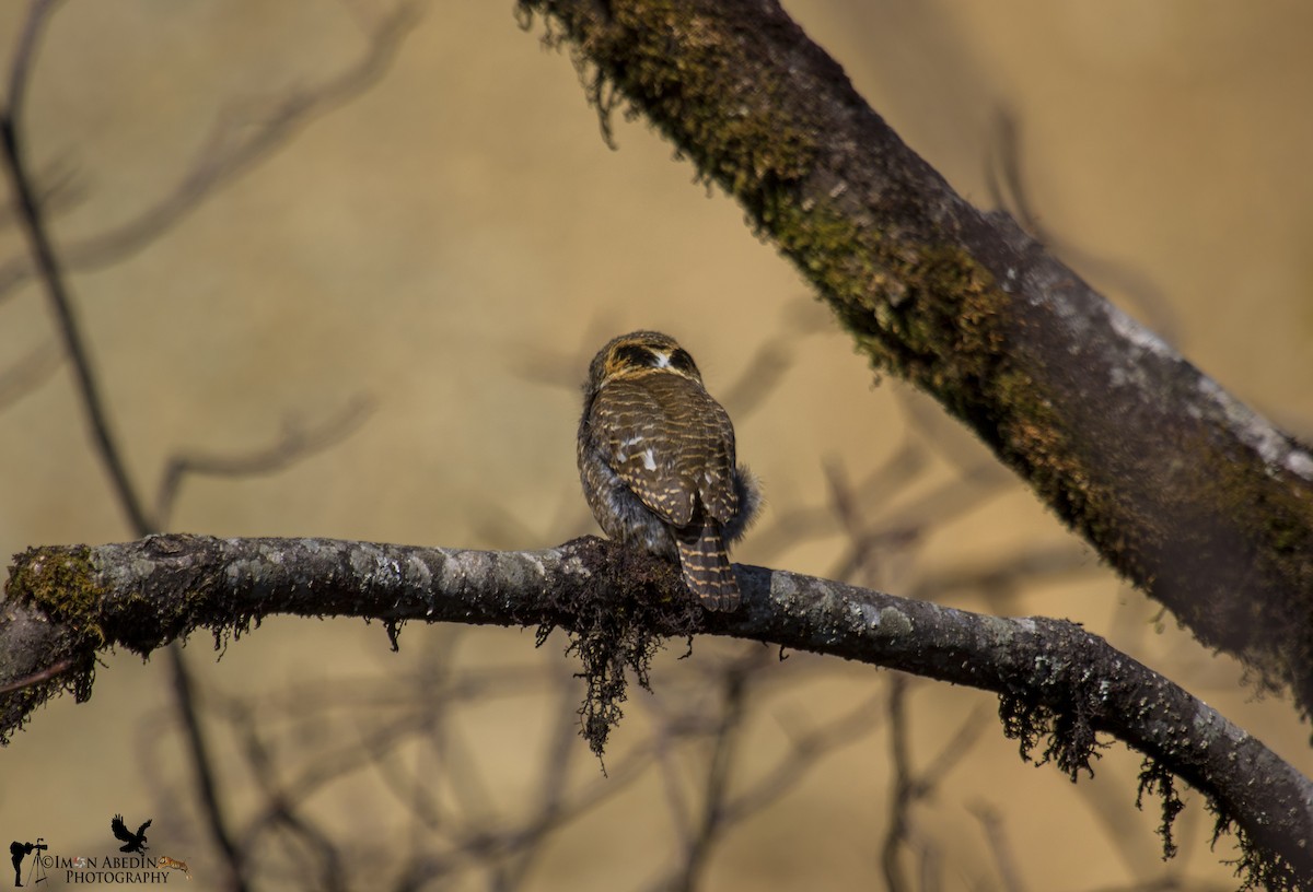 Collared Owlet - ML305696031