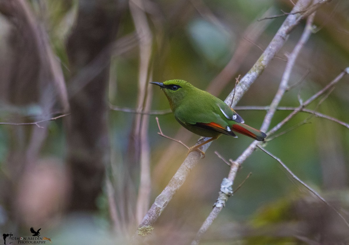 Fire-tailed Myzornis - ML305696131