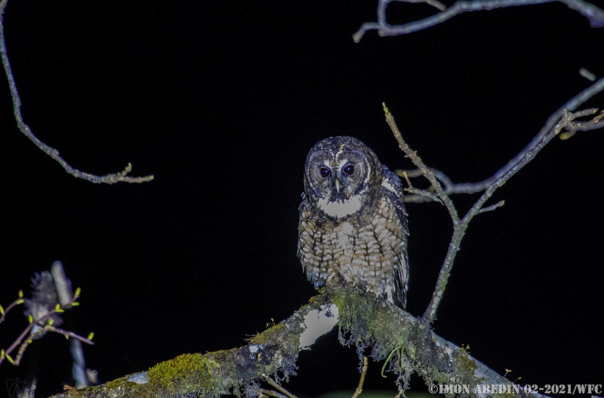 Himalayan Owl - ML305697001