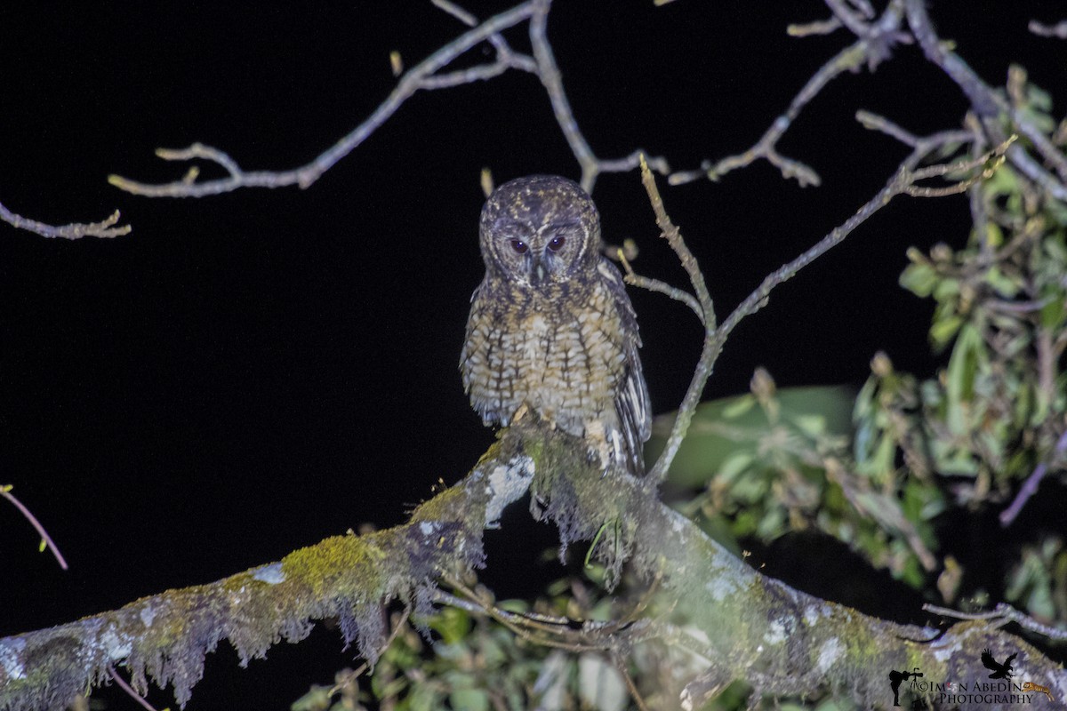 Himalayan Owl - ML305697051