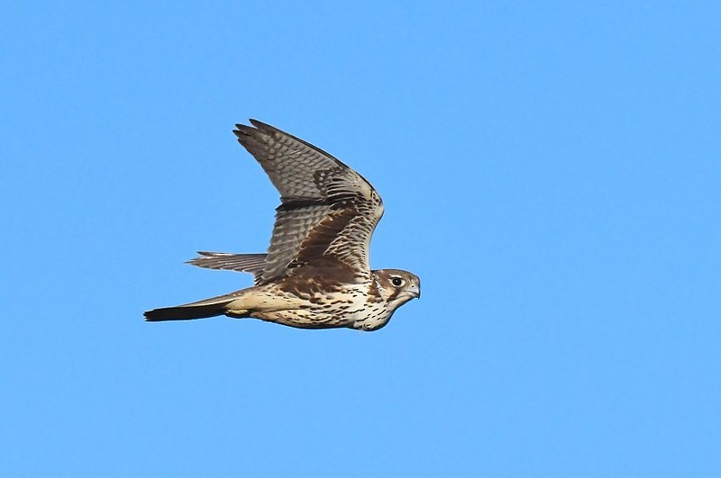 Prairie Falcon - Gord Gadsden