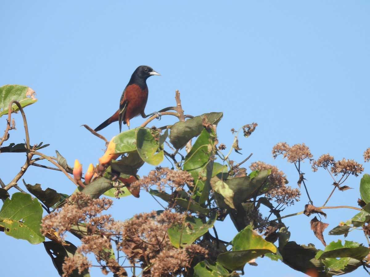 Orchard Oriole - ML305697351