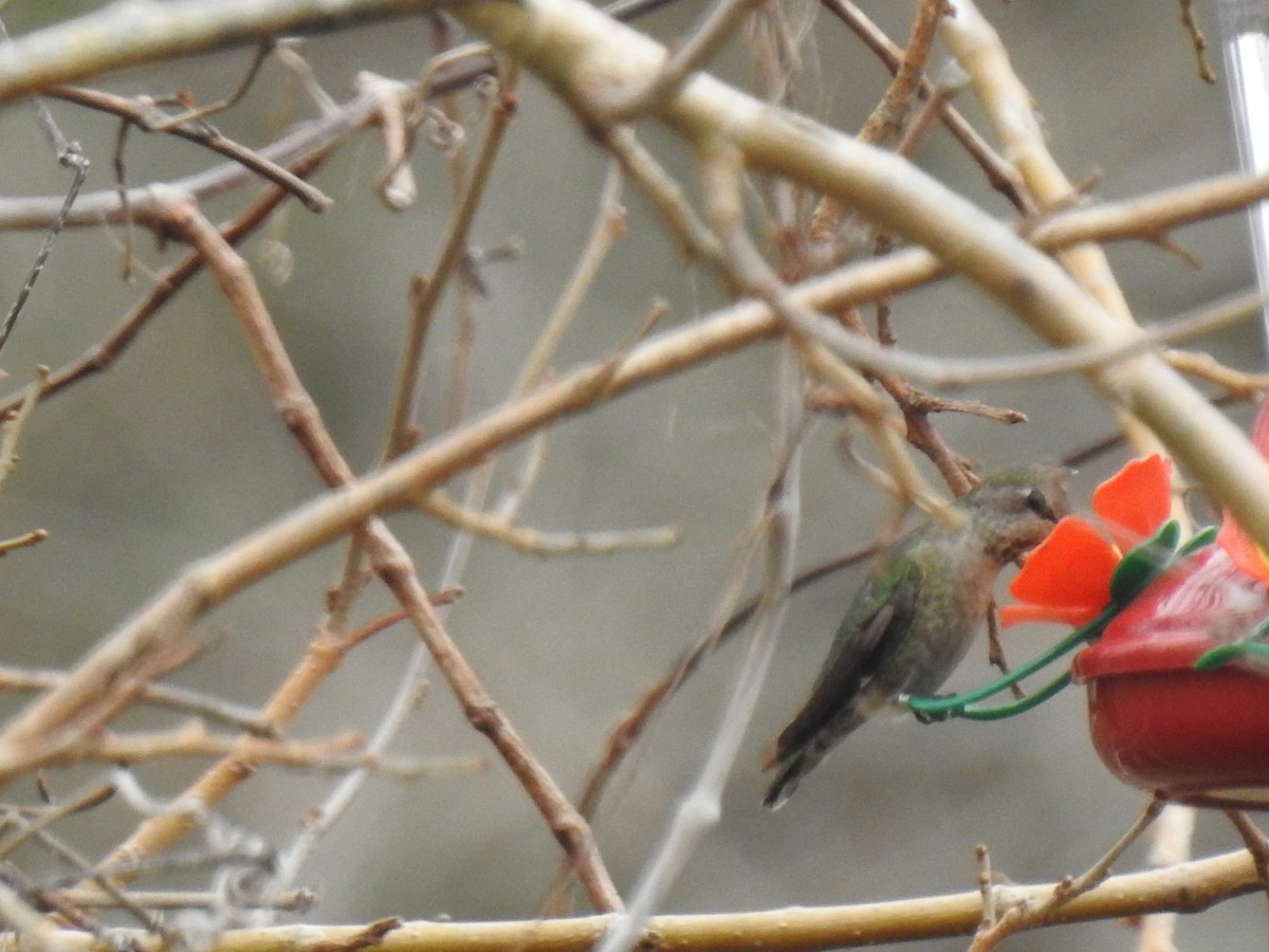 Anna's Hummingbird - David Booth