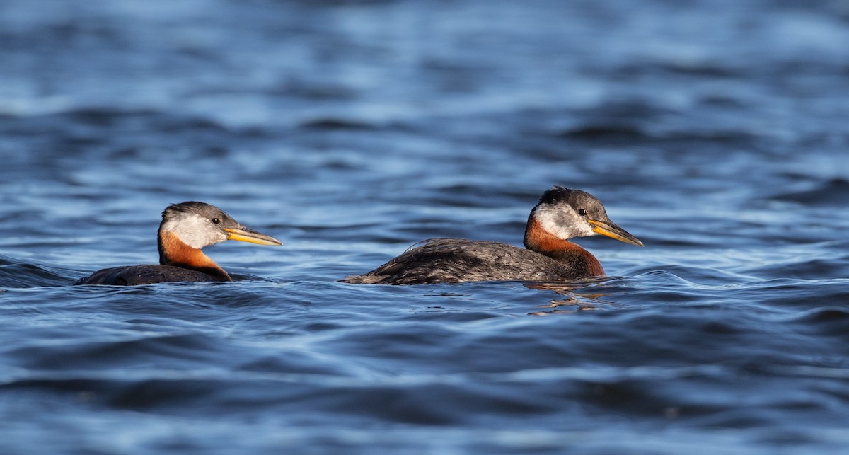 Red-necked Grebe - ML305699411